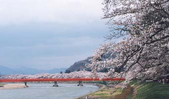 檜木内川の桜