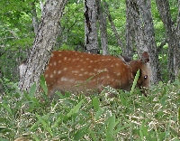 ��